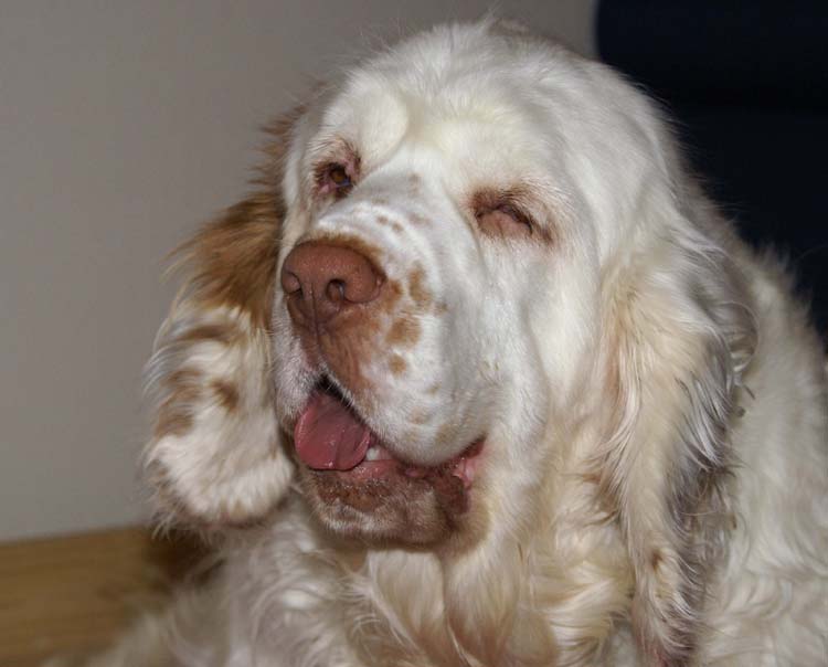 Cotton_Rocky_pups_5days_i