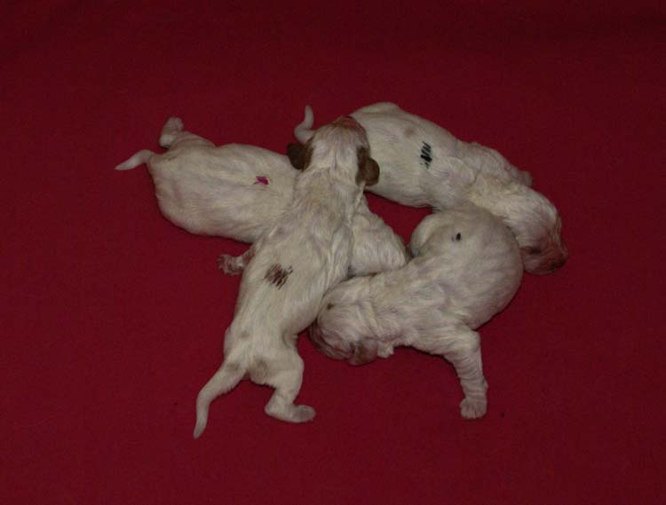 Cotton_Rocky_pups_5days_j