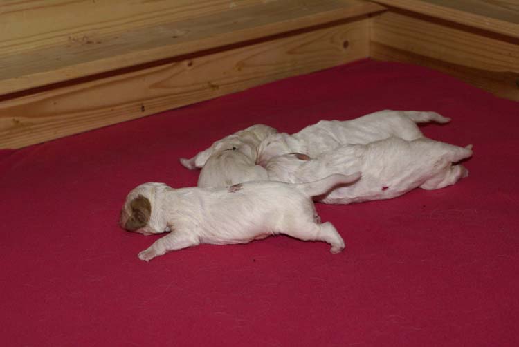 Cotton_Rocky_pups_5days_k