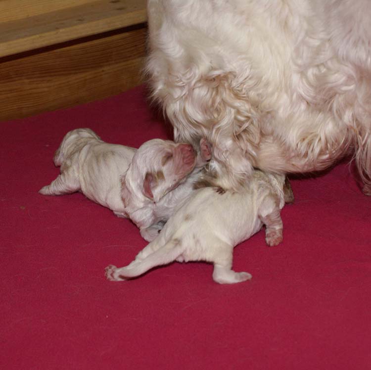 Cotton_Rocky_pups_5days_l