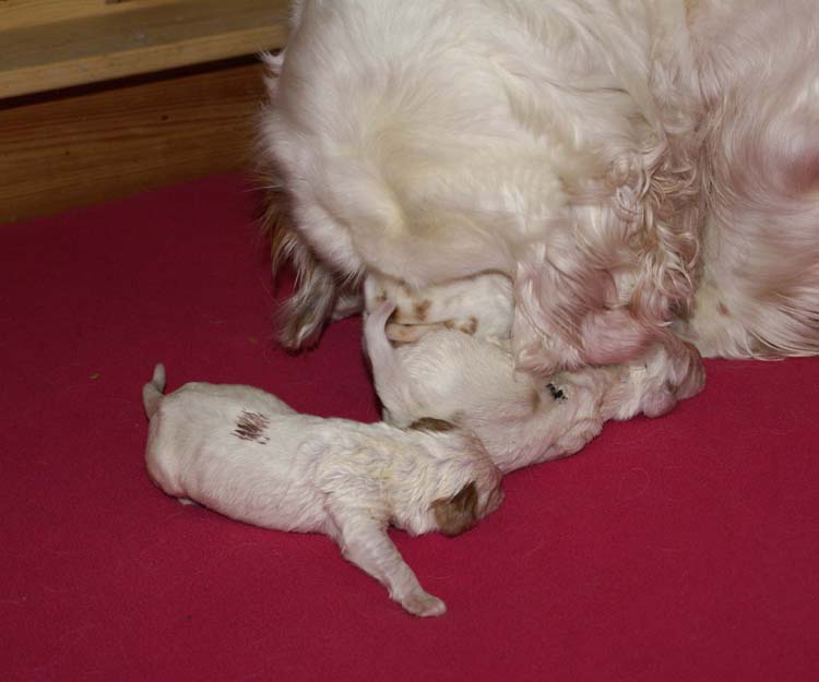 Cotton_Rocky_pups_5days_m