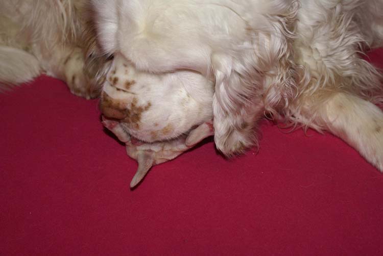 Cotton_Rocky_pups_5days_n