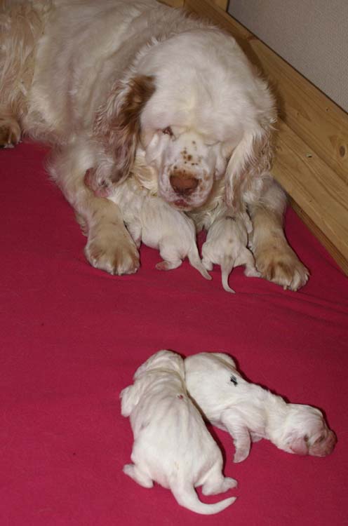 Cotton_Rocky_pups_5days_o