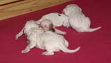 Cotton_Rocky_pups_5days_g