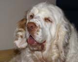 Cotton_Rocky_pups_5days_i