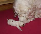 Cotton_Rocky_pups_5days_m