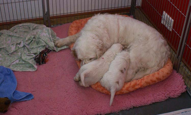 Cotton_Rocky_pups_5weeks_b