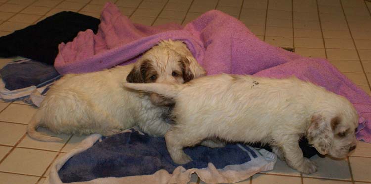 Cotton_Rocky_pups_5weeks_bathing_c