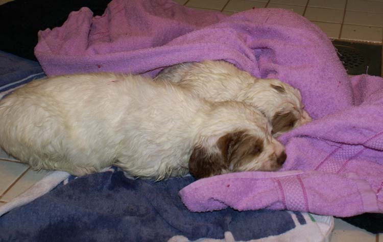 Cotton_Rocky_pups_5weeks_bathing_d