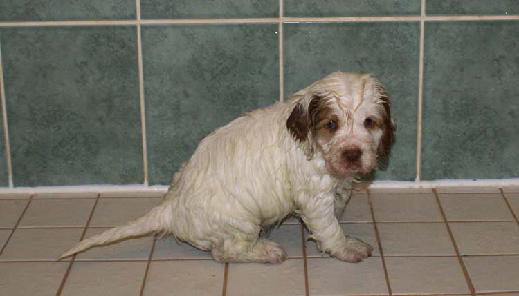 Cotton_Rocky_pups_5weeks_bathing_e