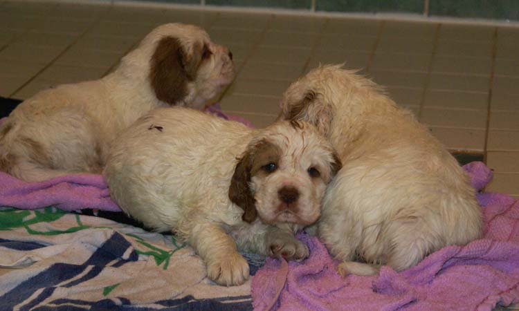 Cotton_Rocky_pups_5weeks_bathing_f