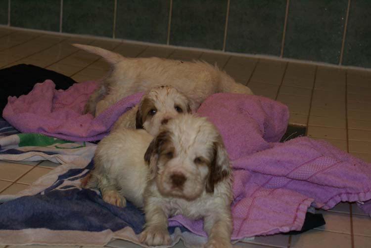 Cotton_Rocky_pups_5weeks_bathing_g