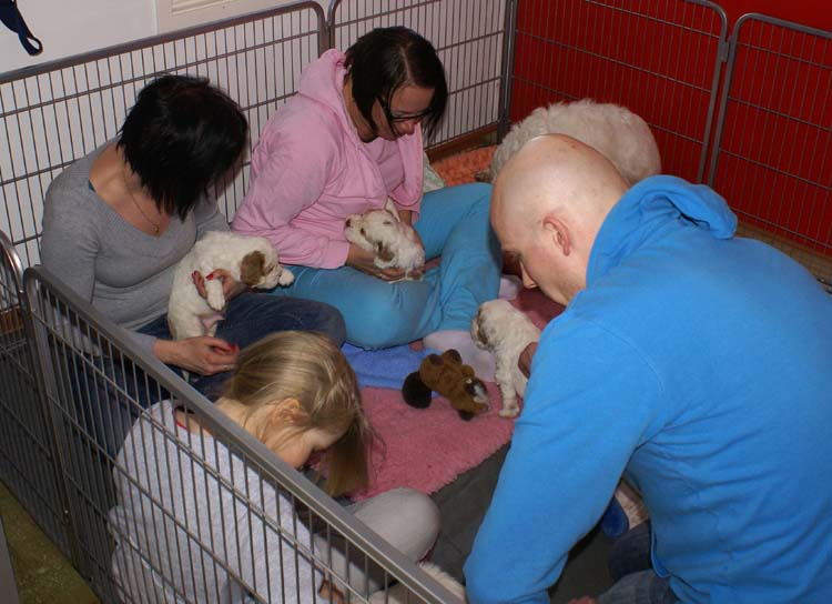 Cotton_Rocky_pups_5weeks_d