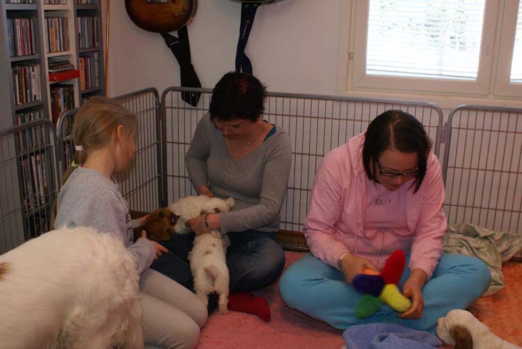 Cotton_Rocky_pups_5weeks_e