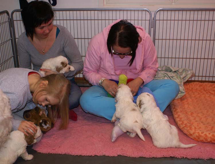 Cotton_Rocky_pups_5weeks_i