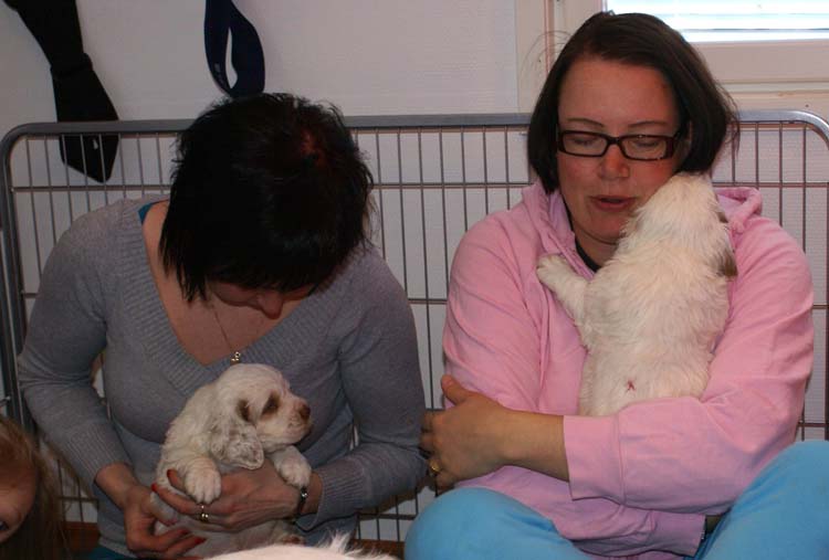 Cotton_Rocky_pups_5weeks_j