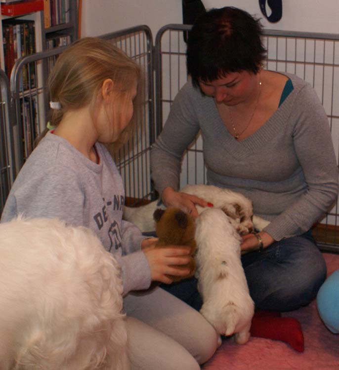 Cotton_Rocky_pups_5weeks_k