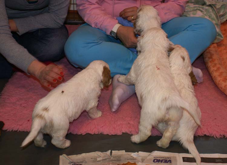 Cotton_Rocky_pups_5weeks_m