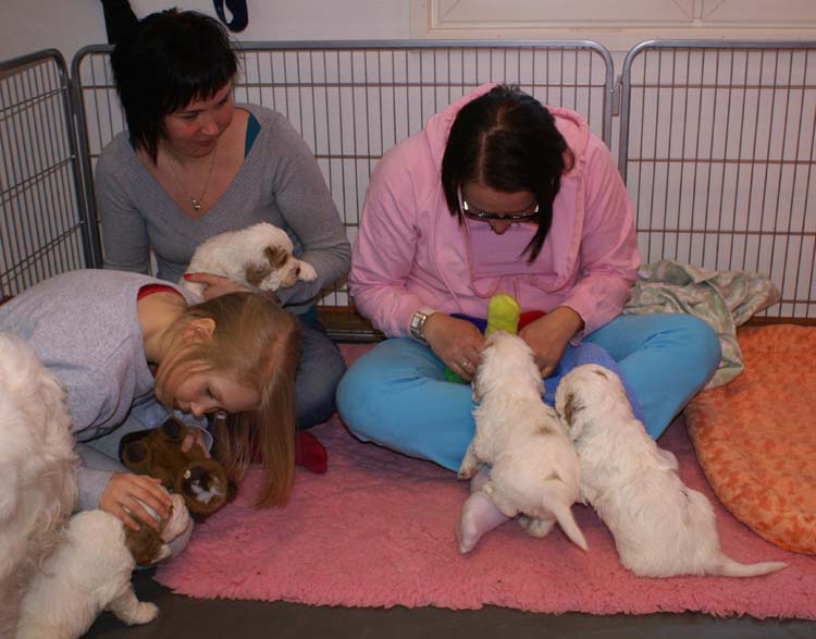 Cotton_Rocky_pups_5weeks_p