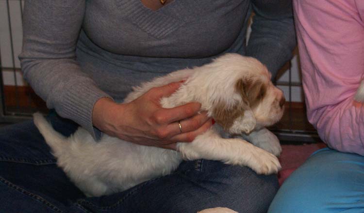 Cotton_Rocky_pups_5weeks_q