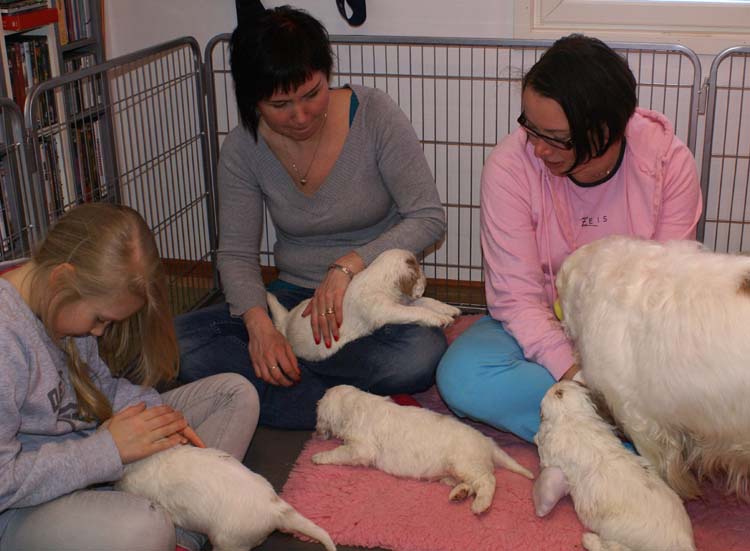 Cotton_Rocky_pups_5weeks_r