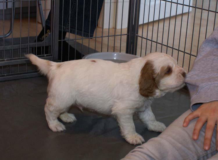 Cotton_Rocky_pups_5weeks_s