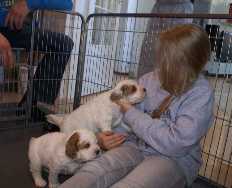 Cotton_Rocky_pups_5weeks_v