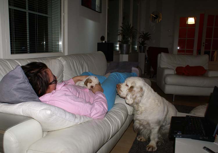 Cotton_Rocky_pups_5weeks_vv