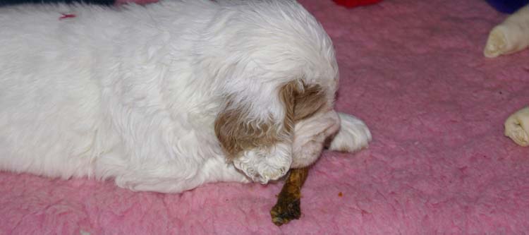 Cotton_Rocky_pups_5weeks_w