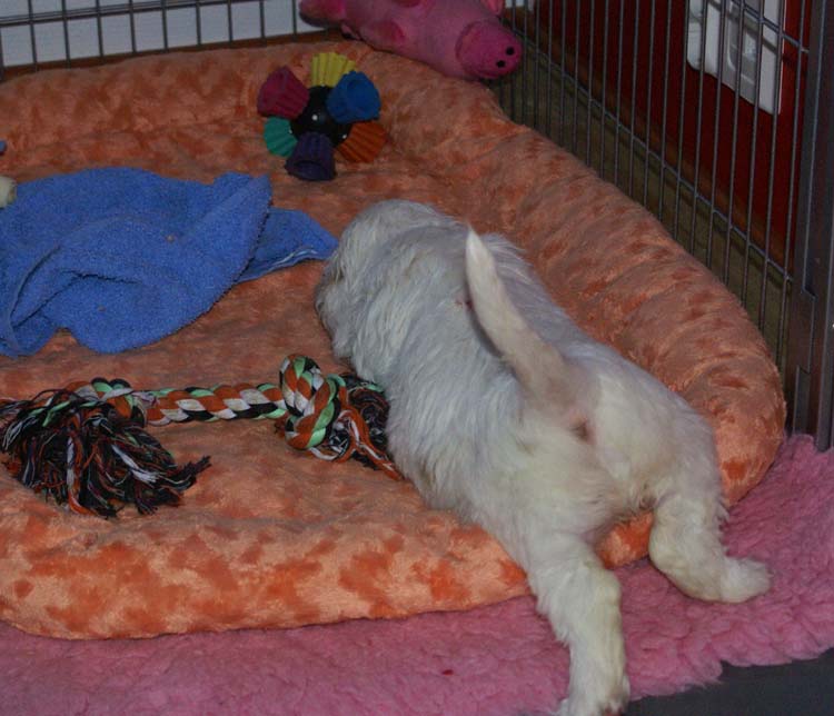 Cotton_Rocky_pups_5weeks_x