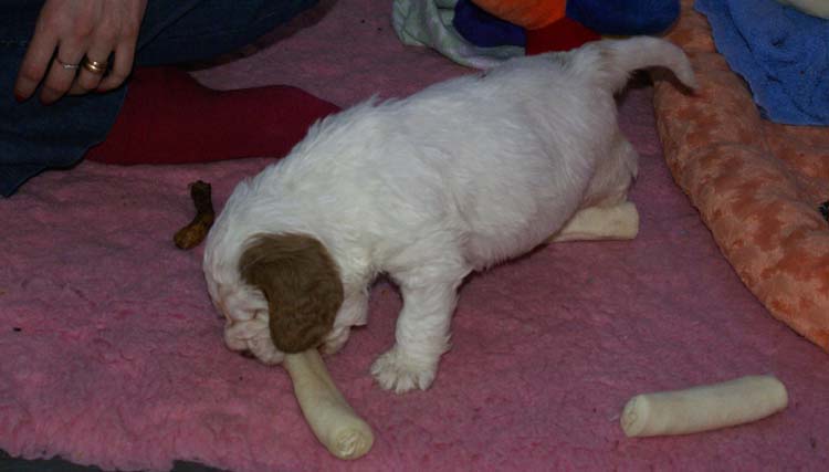 Cotton_Rocky_pups_5weeks_xx