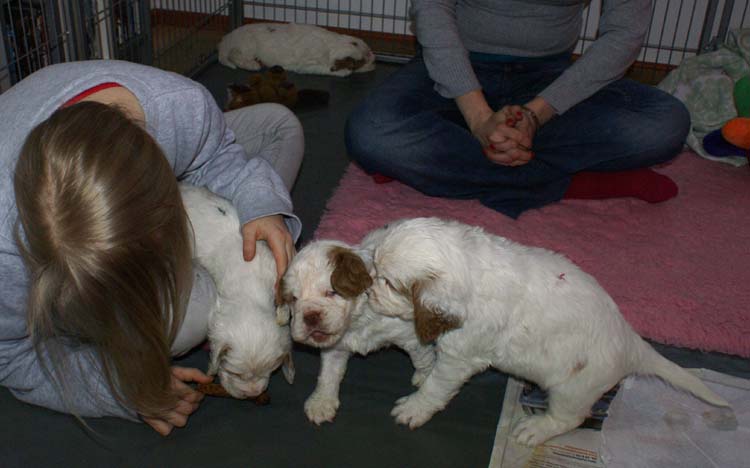 Cotton_Rocky_pups_5weeks_yy