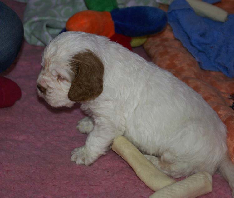 Cotton_Rocky_pups_5weeks_z