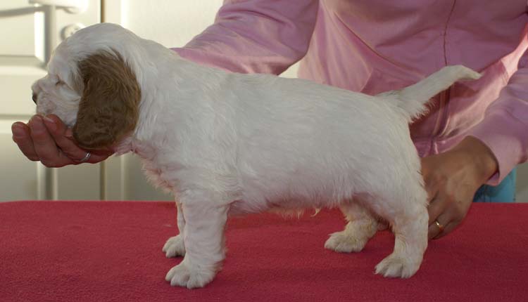 g_BoyBronze_5weeks_c