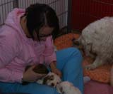 Cotton_Rocky_pups_5weeks_c