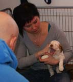 Cotton_Rocky_pups_5weeks_h