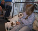 Cotton_Rocky_pups_5weeks_v