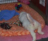 Cotton_Rocky_pups_5weeks_x