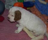 Cotton_Rocky_pups_5weeks_z