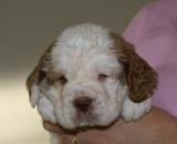 g_BoyBronze_5weeks_f