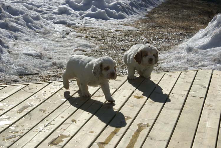 a_Cotton_Rocky_pups_6weeks_a