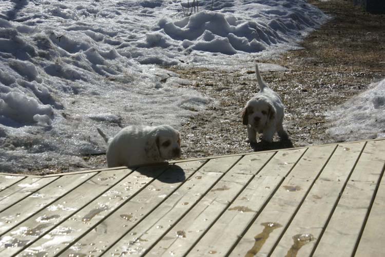 a_Cotton_Rocky_pups_6weeks_b