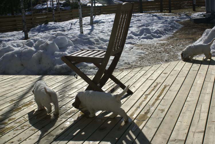 a_Cotton_Rocky_pups_6weeks_c
