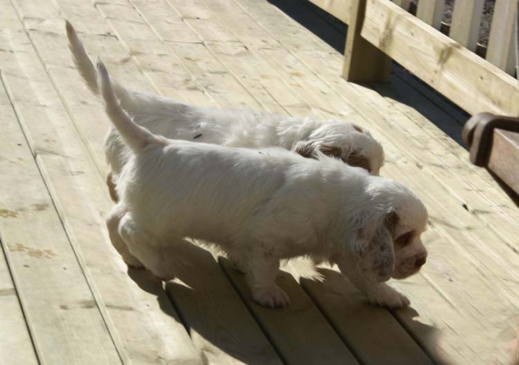 a_Cotton_Rocky_pups_6weeks_d