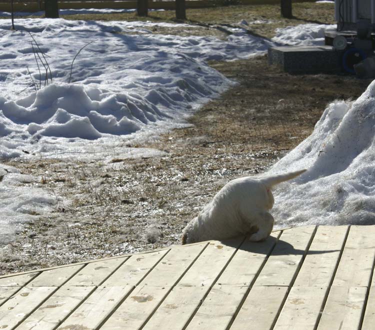 a_Cotton_Rocky_pups_6weeks_e