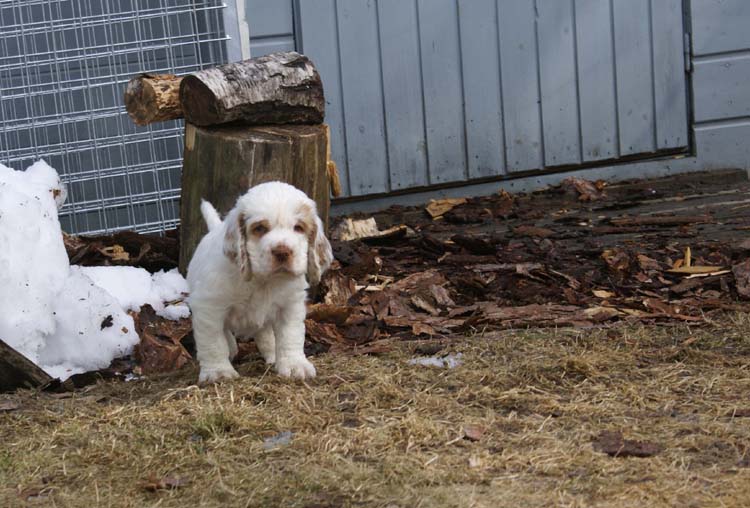 a_Cotton_Rocky_pups_6weeks_f