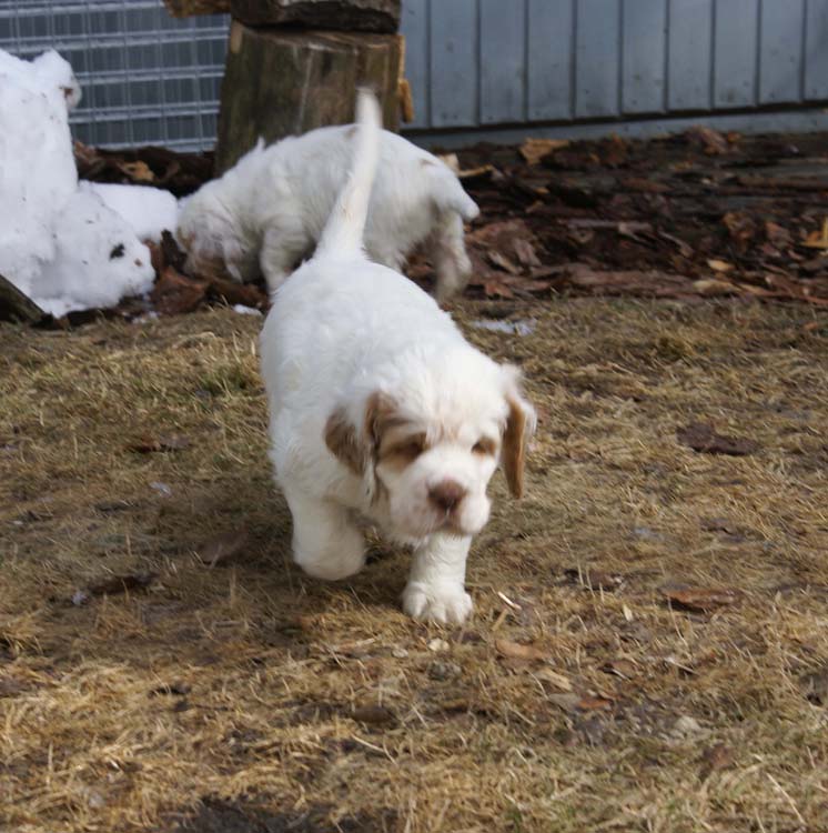 a_Cotton_Rocky_pups_6weeks_g