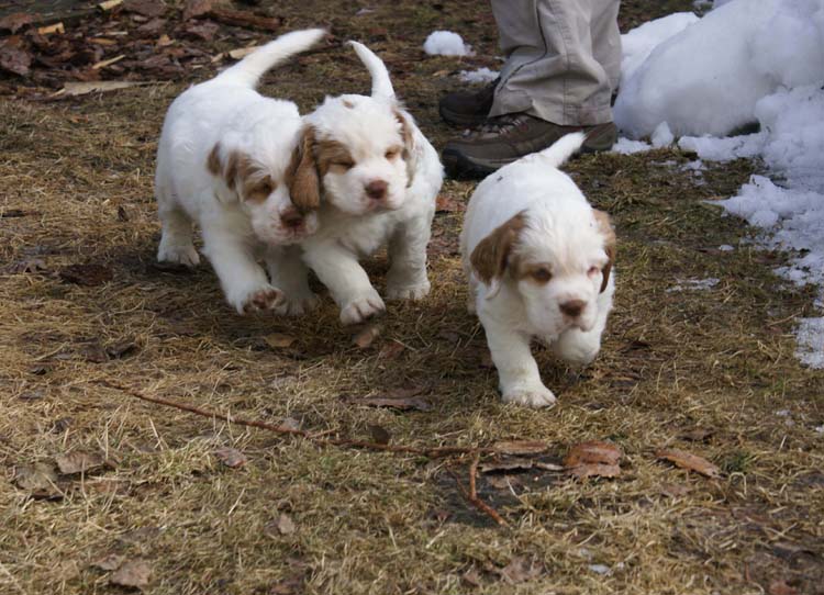 a_Cotton_Rocky_pups_6weeks_i