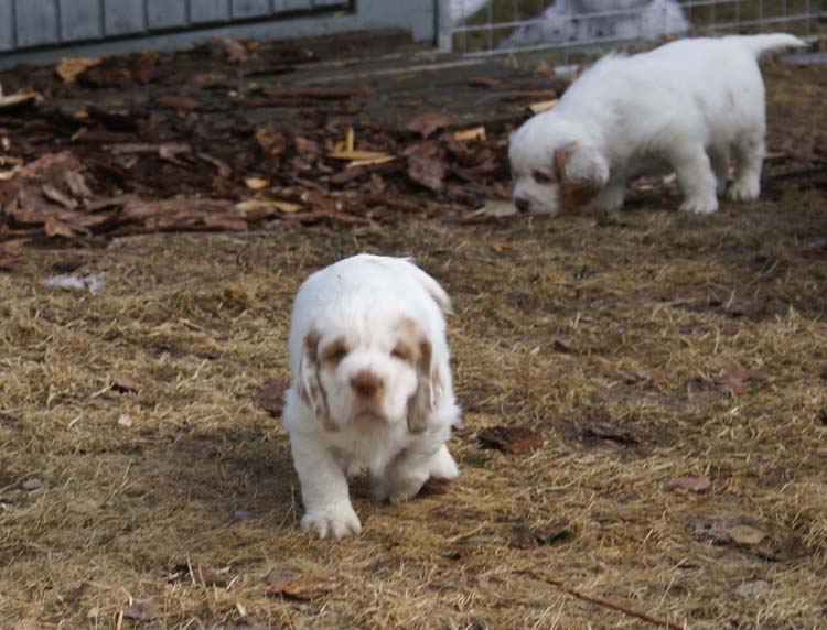 a_Cotton_Rocky_pups_6weeks_j