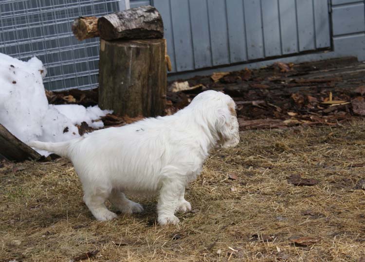 a_Cotton_Rocky_pups_6weeks_k